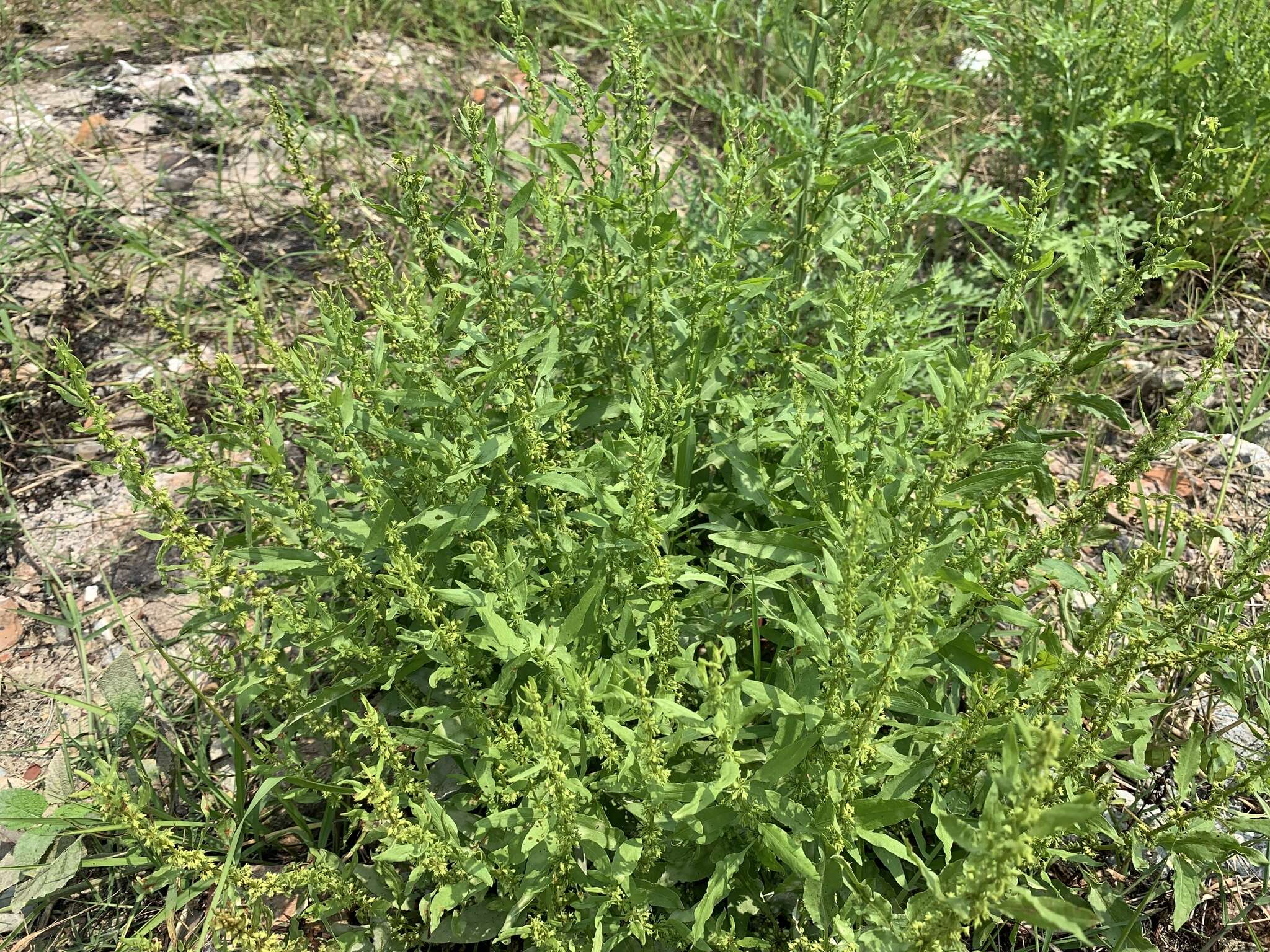 Rumex microcarpus